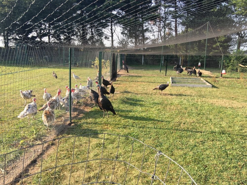 Bird Safety Nets